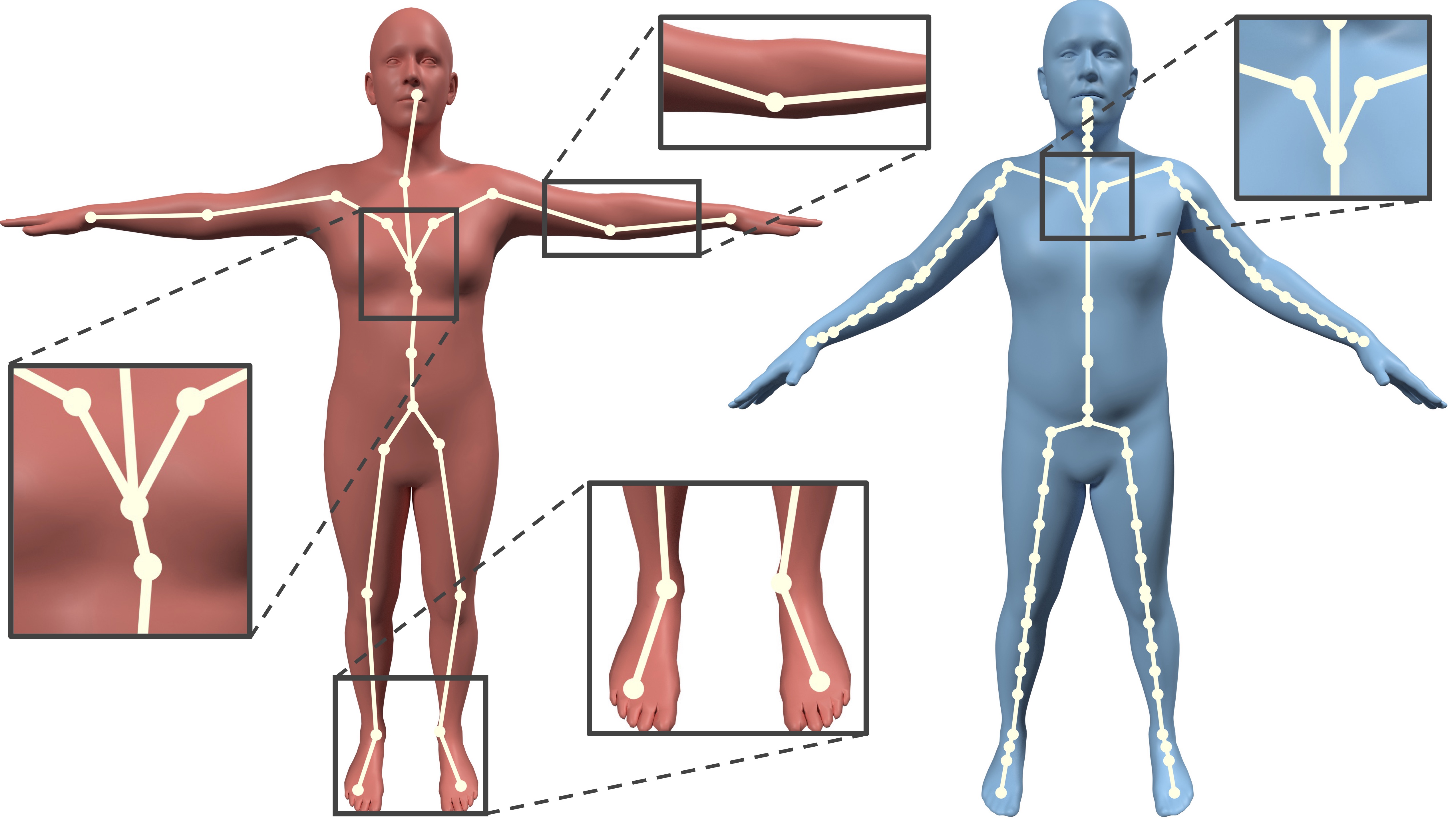 Comparison of Skeleton Symmetries
